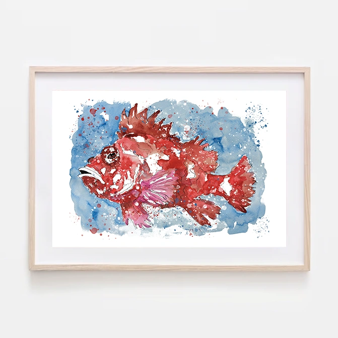 Pintura en acuarela de un pez cabracho en rojo vivo con detalles en blanco, sobre un fondo azul con efectos de salpicaduras de pintura.