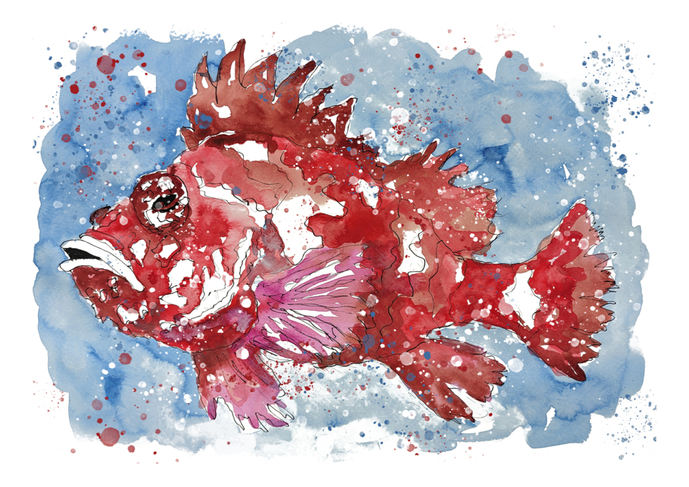 Pintura en acuarela de un pez cabracho en rojo vivo con detalles en blanco, sobre un fondo azul con efectos de salpicaduras de pintura.